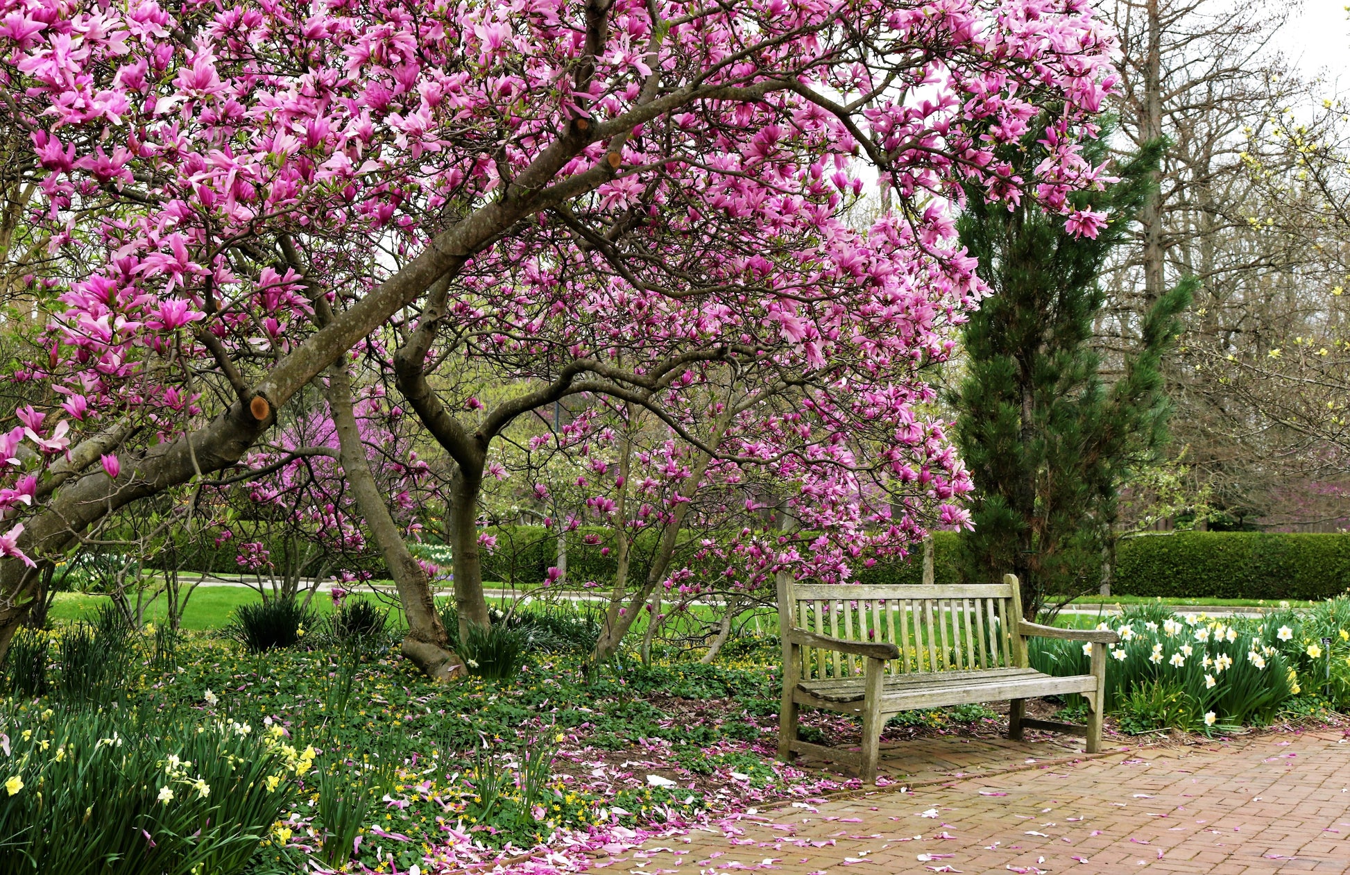 Blossom Tree in Park Photograph Home Decor Premium Quality Poster Print Choose Your Sizes