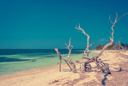 Dead Tree & Sea Scenery View Home Decor Premium Quality Poster Print Choose Your Sizes