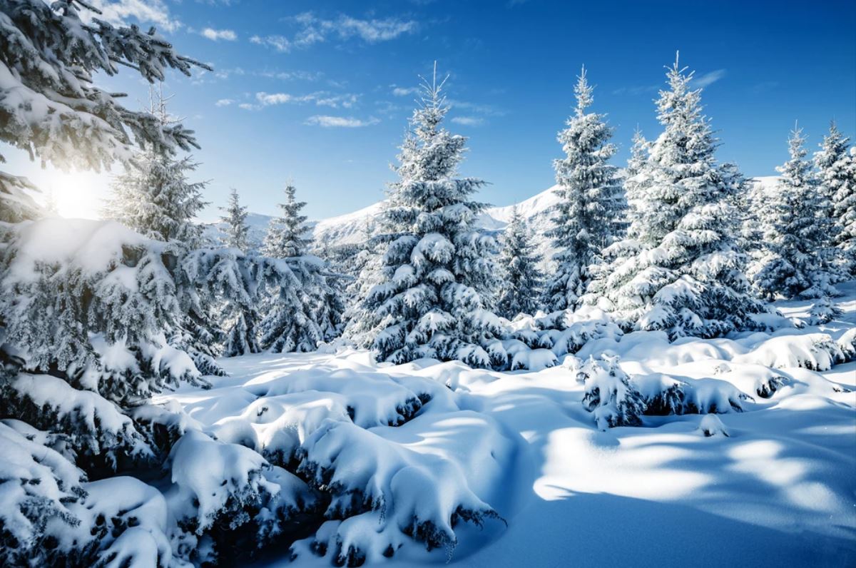 Wallpaper Murals Peel and Stick Removable Stunning Forest Covered with Snow Photograph High Quality