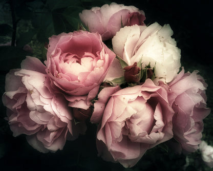 Pink Peonies Closeup Photograph Home Decor Premium Quality Poster Print Choose Your Sizes