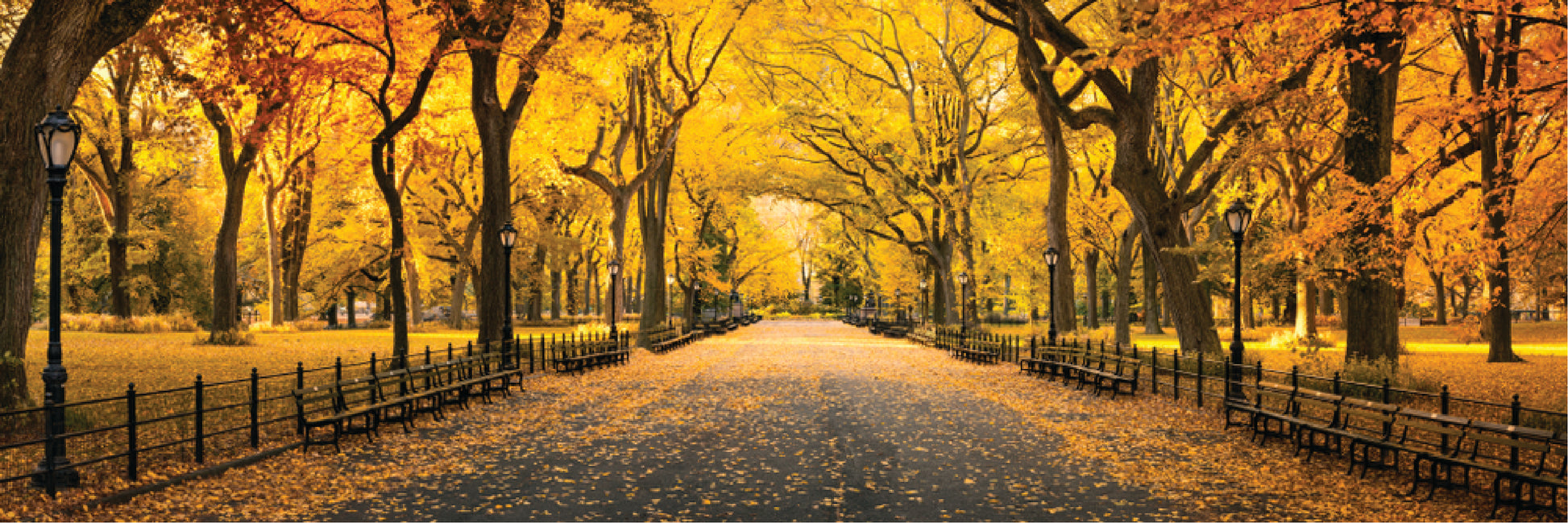 Panoramic Canvas Autumn Trees Road High Quality 100% Australian made wall Canvas Print ready to hang