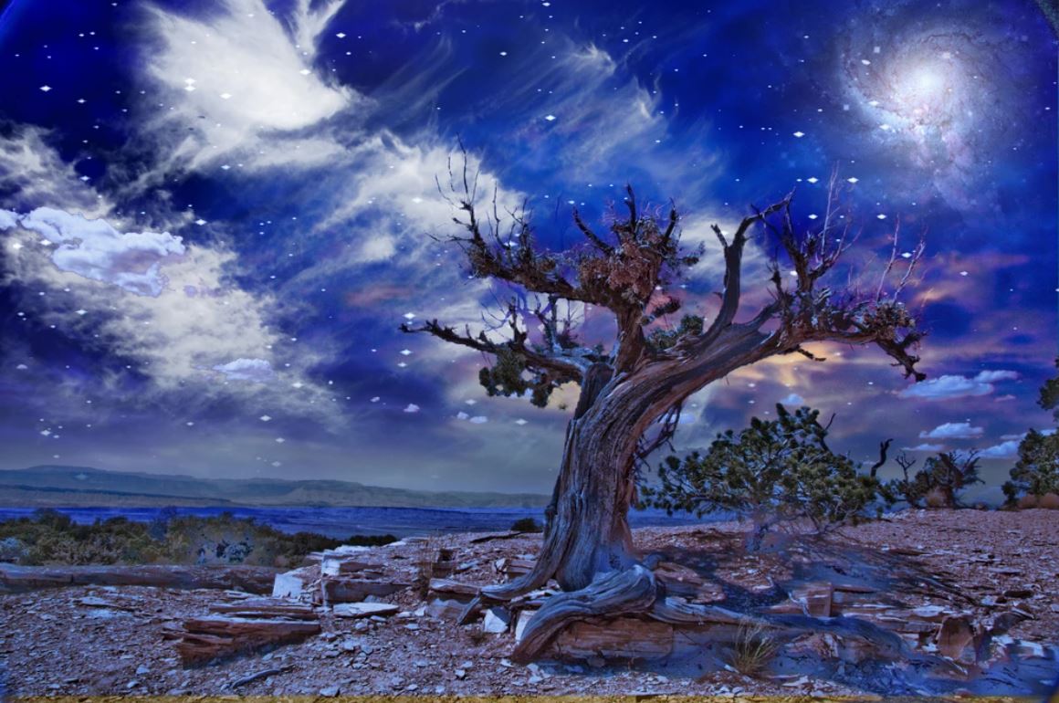 Wallpaper Murals Peel and Stick Removable Tree Under Moonlight High Quality