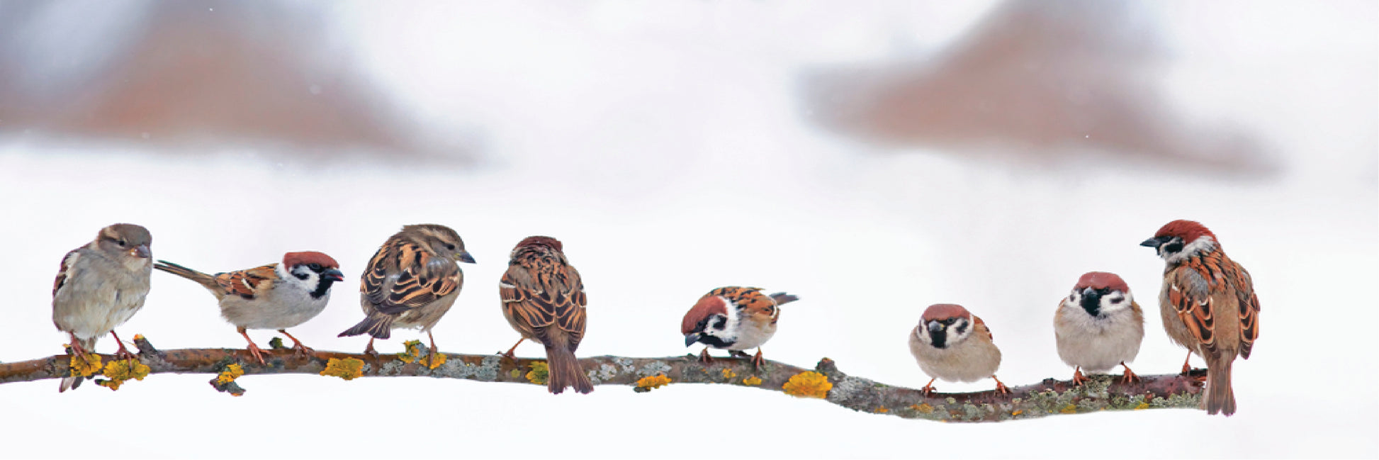 Panoramic Canvas House Sparrow Birds Sitting on a Branch High Quality 100% Australian made wall Canvas Print ready to hang