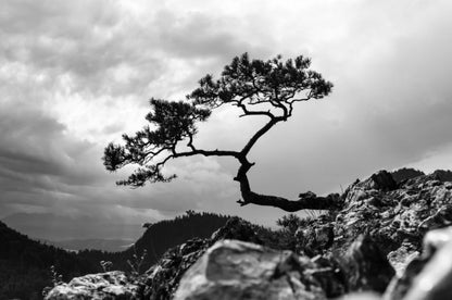 Wallpaper Murals Peel and Stick Removable B&W Tree on a Mountain High Quality