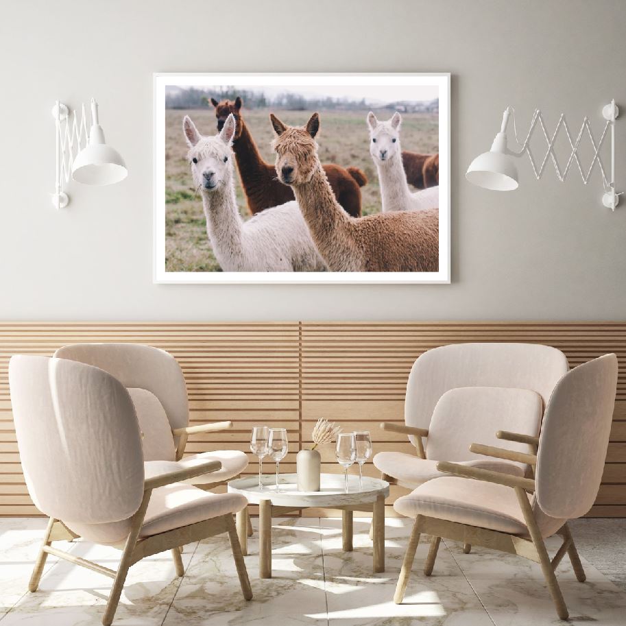 Alpaca Herd Portrait Photograph Home Decor Premium Quality Poster Print Choose Your Sizes