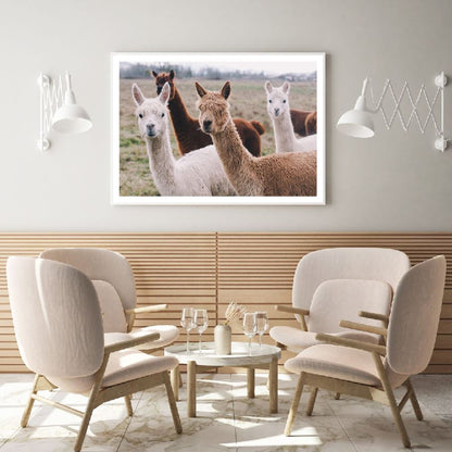 Alpaca Herd Portrait Photograph Home Decor Premium Quality Poster Print Choose Your Sizes