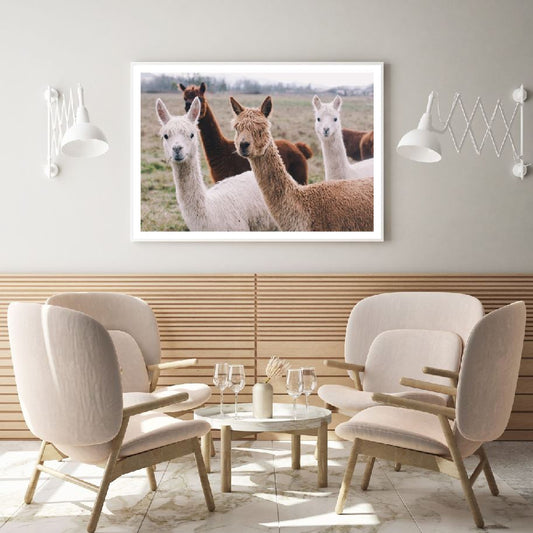 Alpaca Herd Portrait Photograph Home Decor Premium Quality Poster Print Choose Your Sizes