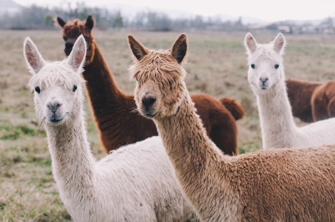 Alpaca Herd Portrait Photograph Home Decor Premium Quality Poster Print Choose Your Sizes