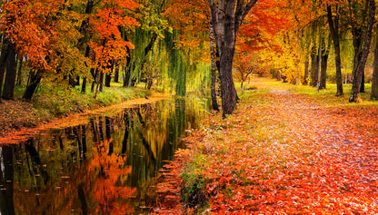 Stunning Autumn Forest Print 100% Australian Made