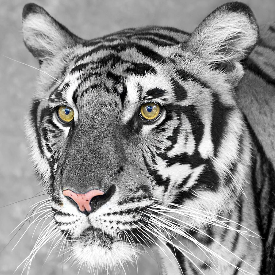 Square Canvas Tiger Face Gold Eyes B&W Photograph High Quality Print 100% Australian Made