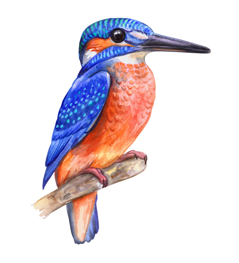 Kingfisher Bird Painting Print 100% Australian Made