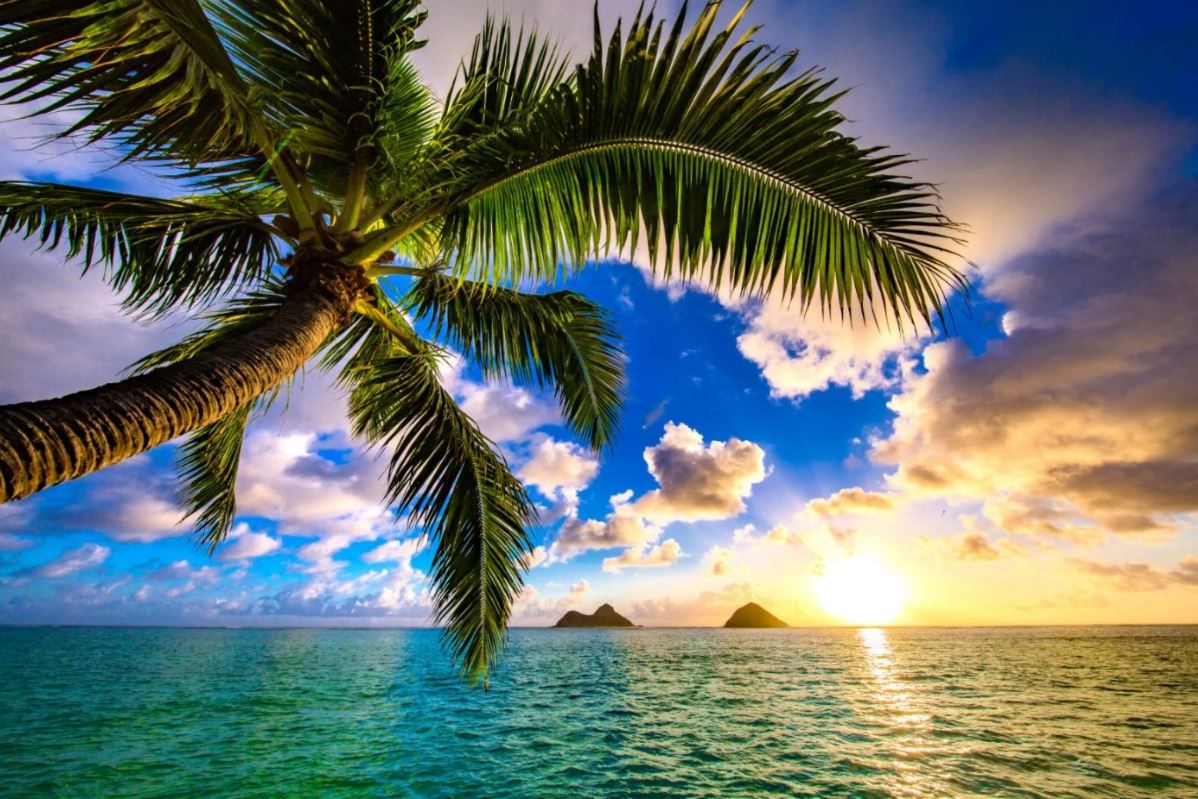 Wallpaper Murals Peel and Stick Removable Palm Tree & Beach at Sunset Photograph High Quality