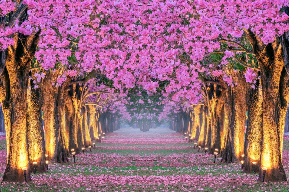 Wallpaper Murals Peel and Stick Removable Pink Flower Tree Road Photograph High Quality