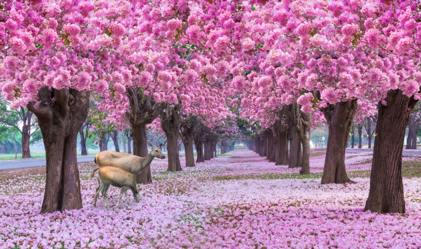 Wallpaper Murals Peel and Stick Removable Stunning Pink Flower Trees Photograph High Quality