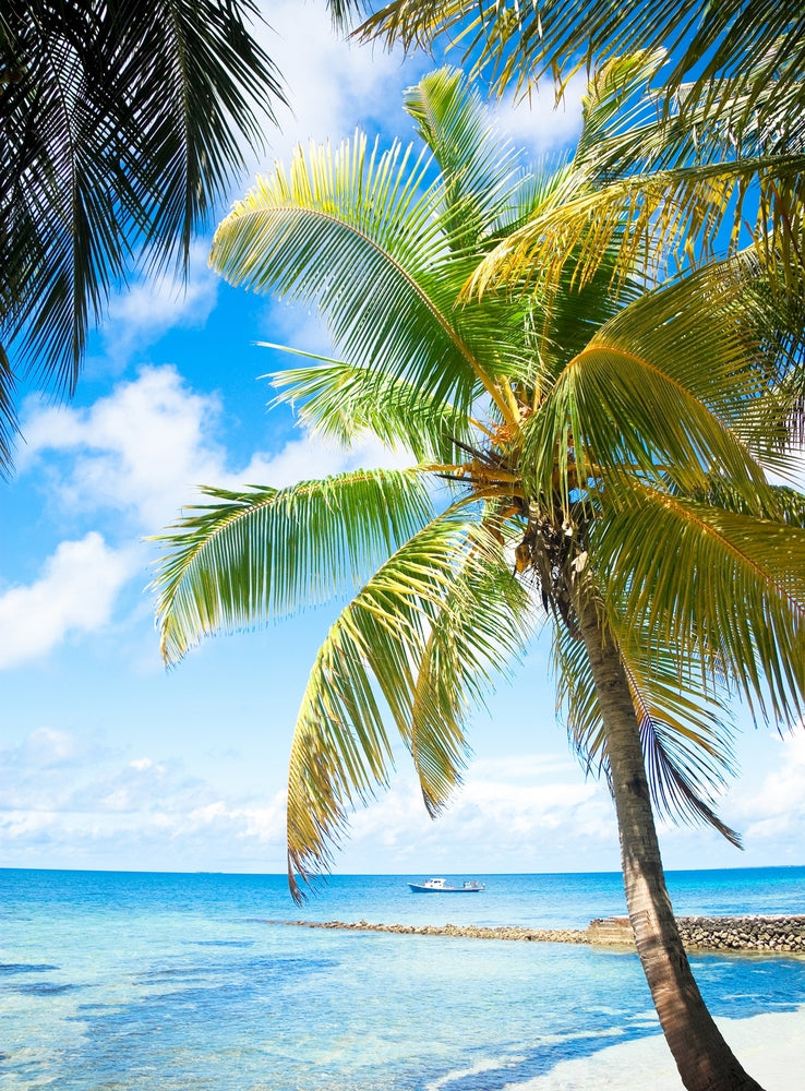 Beach with Palm Tree Photograph Print 100% Australian Made