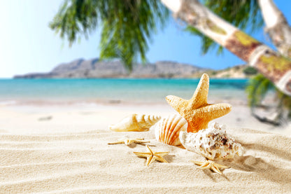 Sea Shells on Beach Photograph Home Decor Premium Quality Poster Print Choose Your Sizes