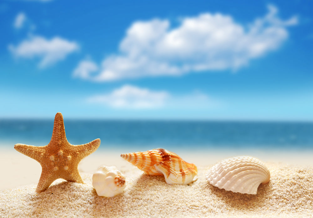 Sea Shells at Beach Photograph Home Decor Premium Quality Poster Print Choose Your Sizes