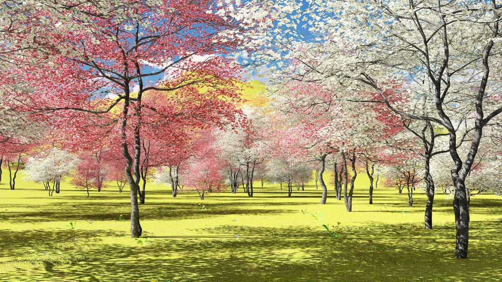 Stunning Park with Trees Print 100% Australian Made