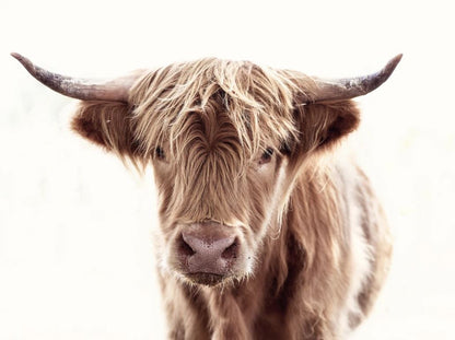 Highland Cow Portrait Photograph Home Decor Premium Quality Poster Print Choose Your Sizes
