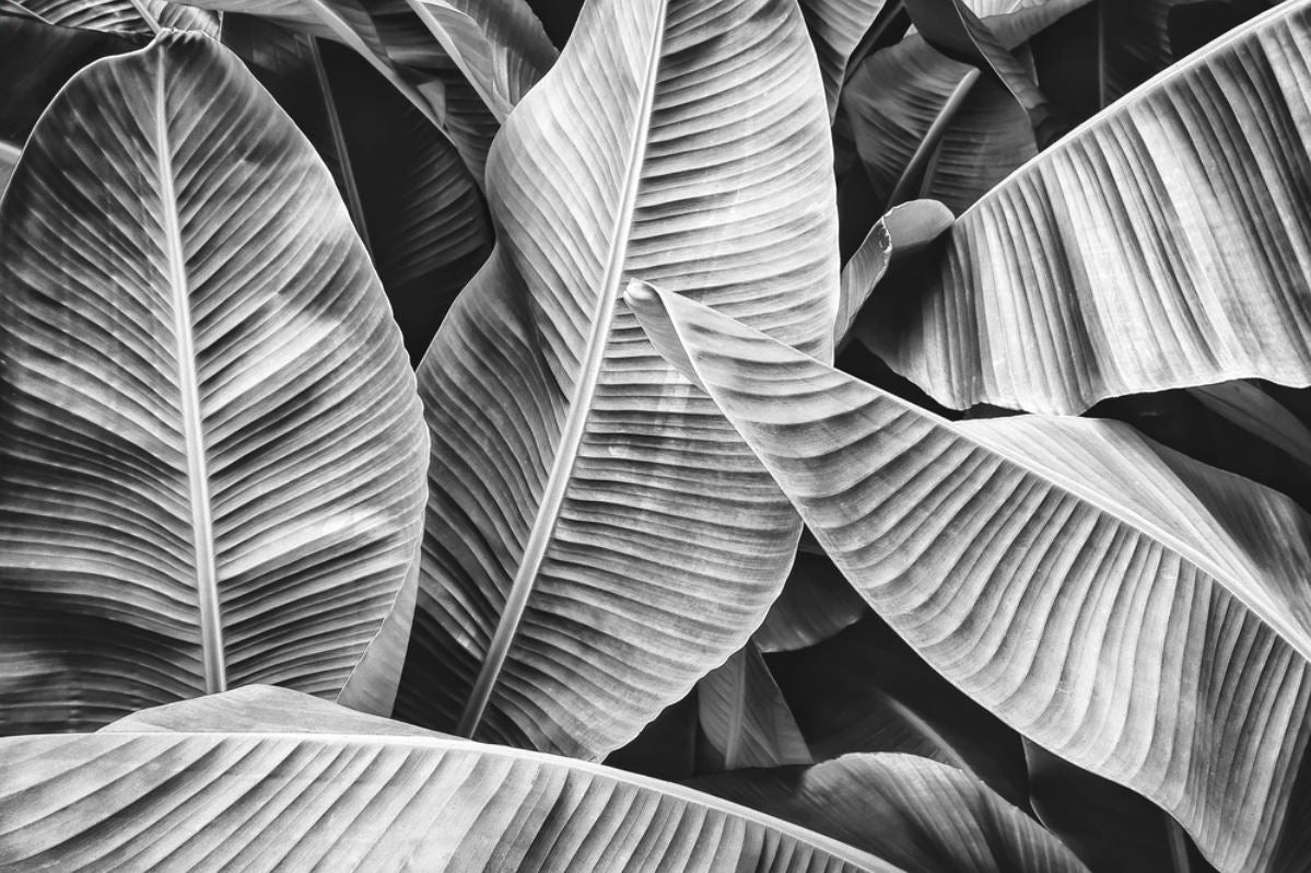 Wallpaper Murals Peel and Stick Removable Stunning Banana Leaves B&W Photograph High Quality