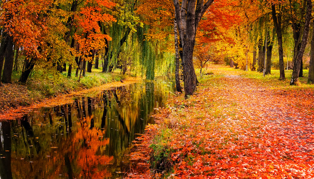 Autumn Forest Scenery Photograph Home Decor Premium Quality Poster Print Choose Your Sizes
