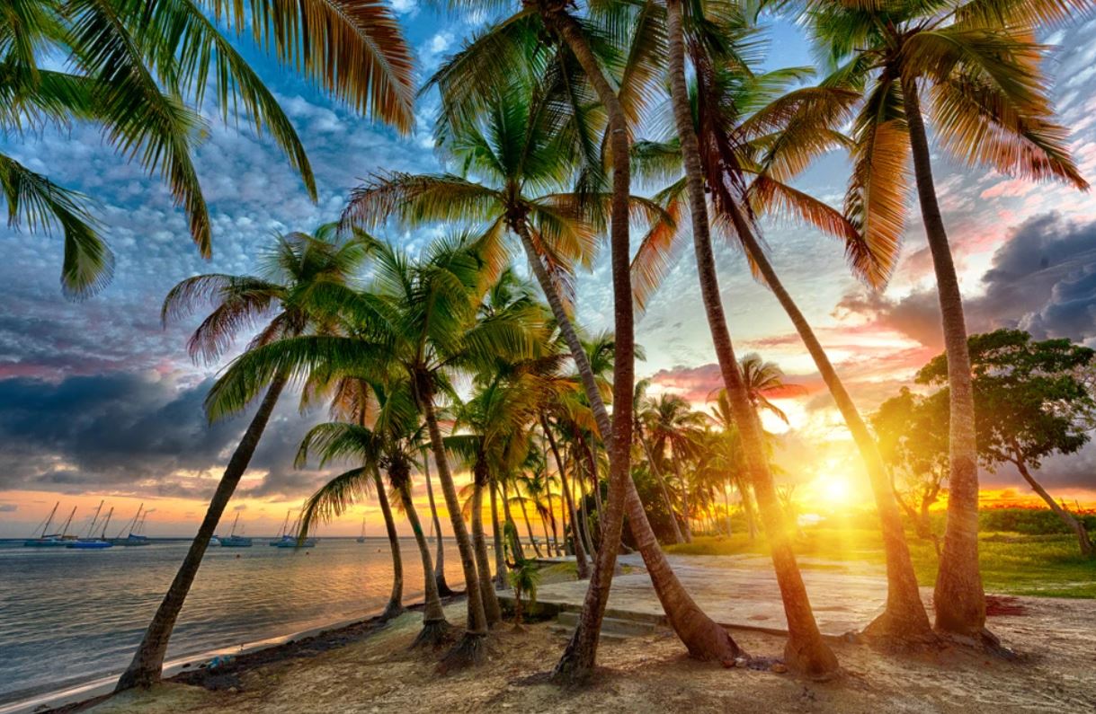 Wallpaper Murals Peel and Stick Removable Palm Trees Near Beach Photograph High Quality