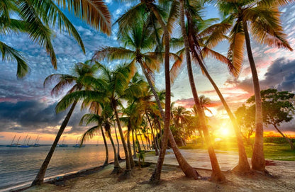 Wallpaper Murals Peel and Stick Removable Palm Trees Near Beach Photograph High Quality