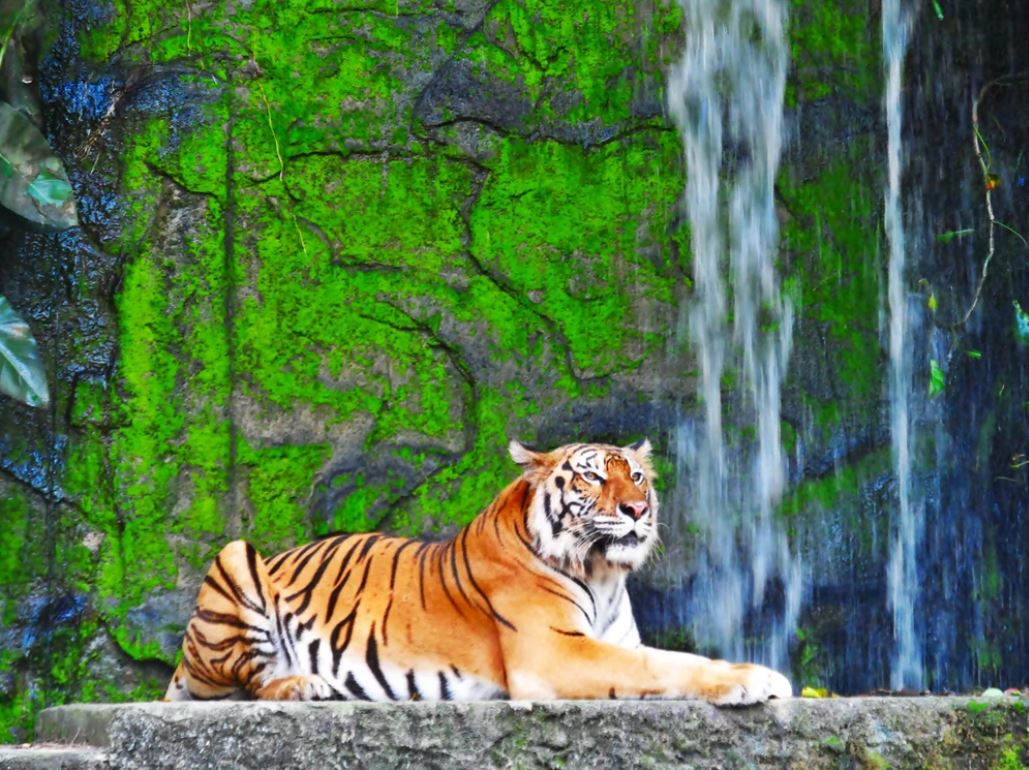 Tiger in Zoo Cave Photograph Home Decor Premium Quality Poster Print Choose Your Sizes