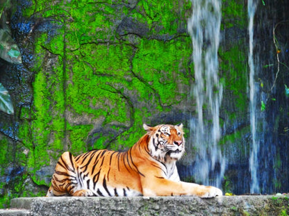 Tiger in Zoo Cave Photograph Home Decor Premium Quality Poster Print Choose Your Sizes