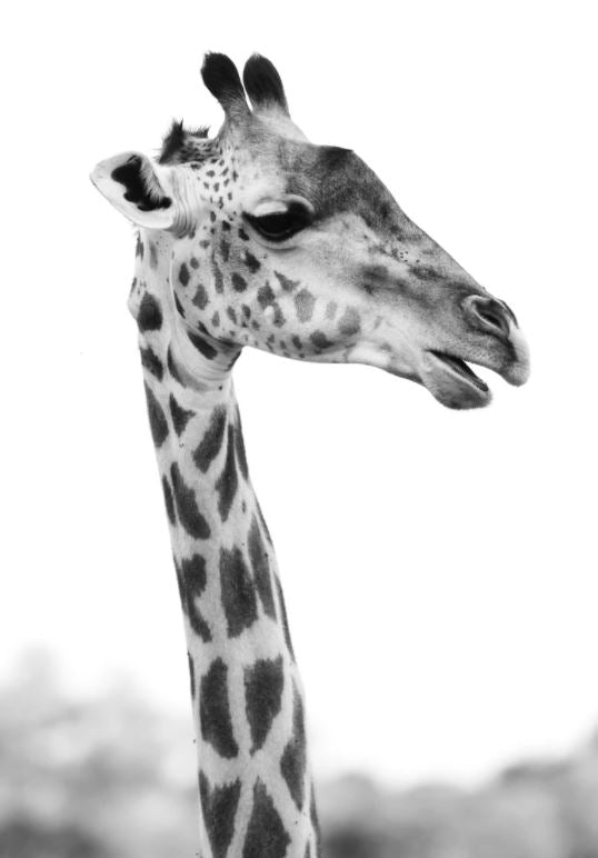 Giraffe B&W Photograph Home Decor Premium Quality Poster Print Choose Your Sizes