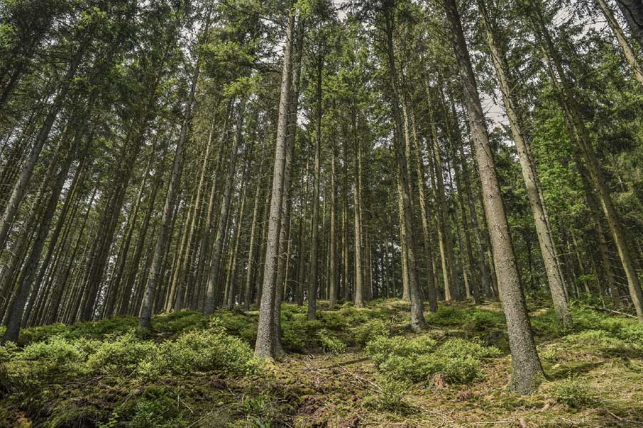 Tall Tree Forest Photograph Print 100% Australian Made