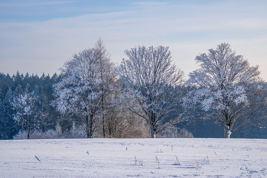 Snow Covered Trees & Snow Field Photograph Print 100% Australian Made