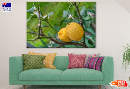 Lemon Closeup Photograph Print 100% Australian Made