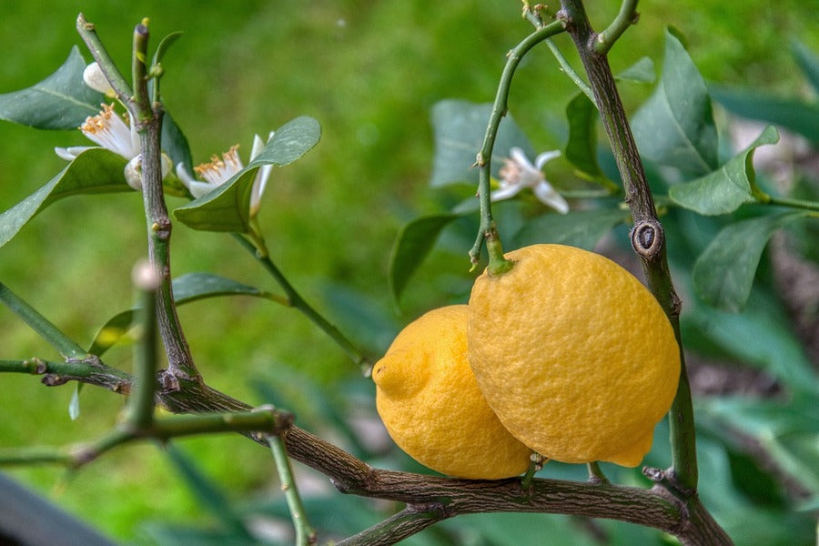 Lemon Closeup Photograph Print 100% Australian Made