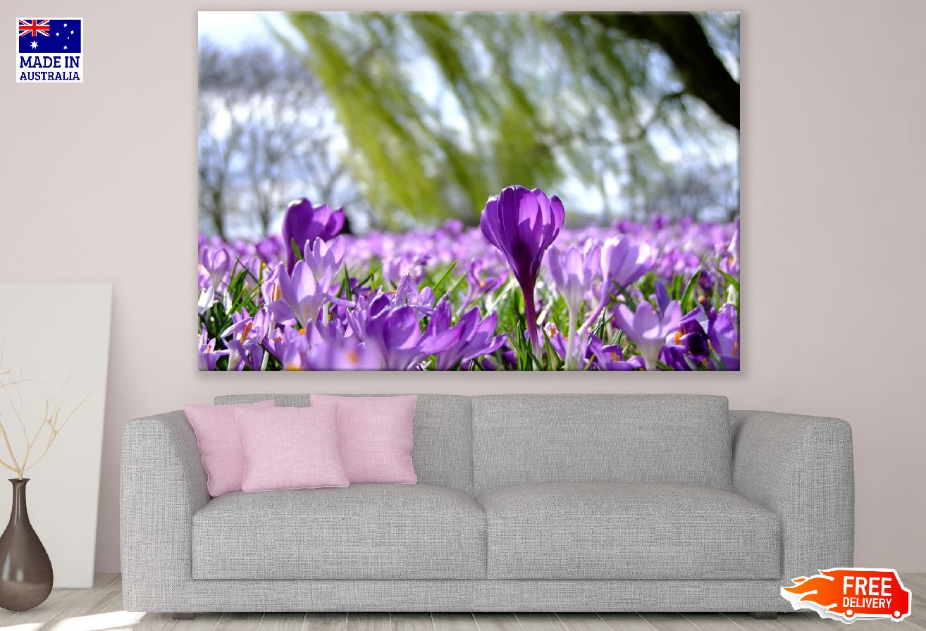 Purple Crocus Flower Field Photograph Print 100% Australian Made