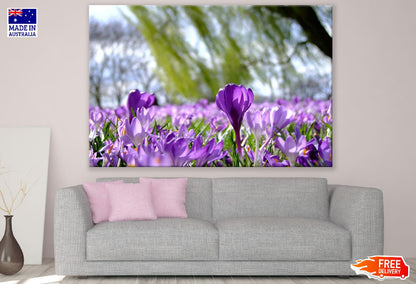Purple Crocus Flower Field Photograph Print 100% Australian Made