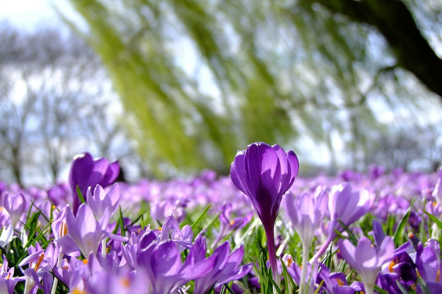 Purple Crocus Flower Field Photograph Print 100% Australian Made