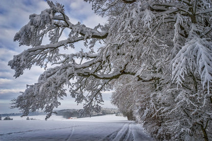 Snow Covered Tree Wintry Landscape Photograph Print 100% Australian Made