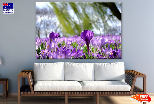 Purple Crocus Flower Field Photograph Print 100% Australian Made