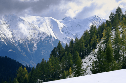 Trees on Mountains Scenery Photograph Print 100% Australian Made