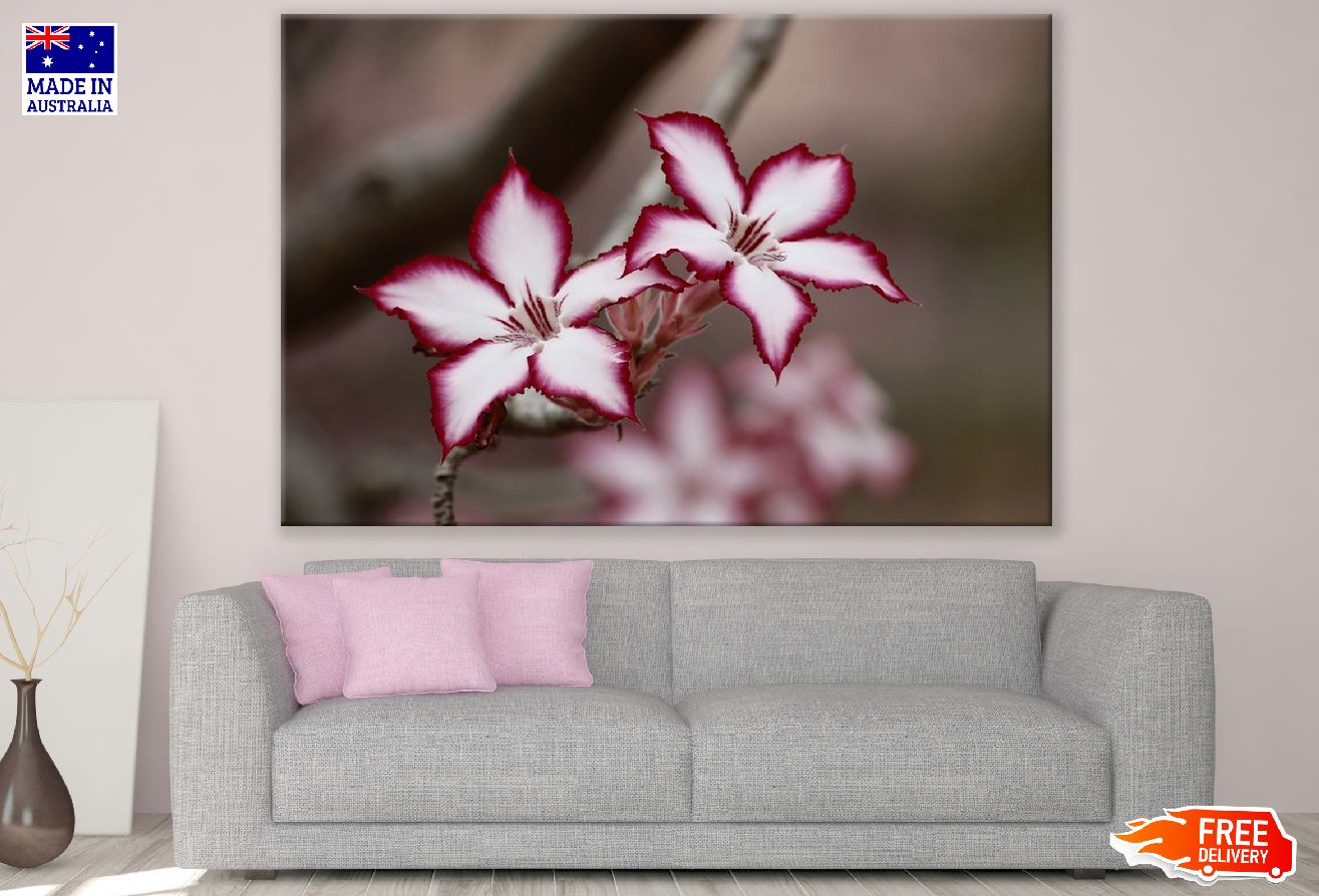Red White Adenium Flowers Closeup Photograph Print 100% Australian Made