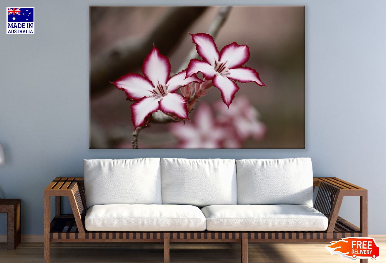 Red White Adenium Flowers Closeup Photograph Print 100% Australian Made