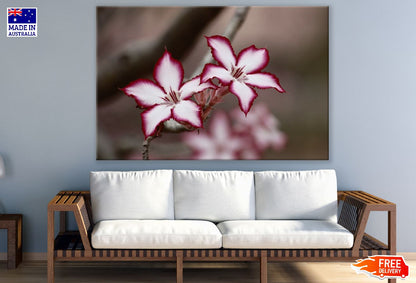 Red White Adenium Flowers Closeup Photograph Print 100% Australian Made