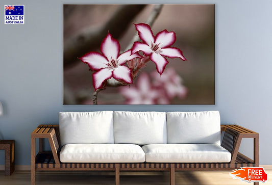 Red White Adenium Flowers Closeup Photograph Print 100% Australian Made
