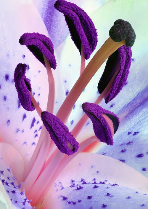 Purple Flower Closeup Photograph Print 100% Australian Made