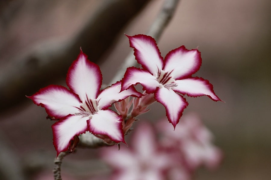 Red White Adenium Flowers Closeup Photograph Print 100% Australian Made