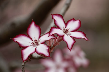 Red White Adenium Flowers Closeup Photograph Print 100% Australian Made