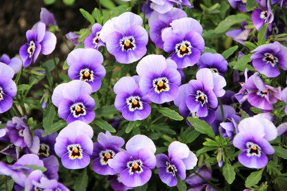 White Purple Pansy Flowers Photograph Print 100% Australian Made