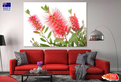 Red Bottlebrush Flowers View Photograph Print 100% Australian Made