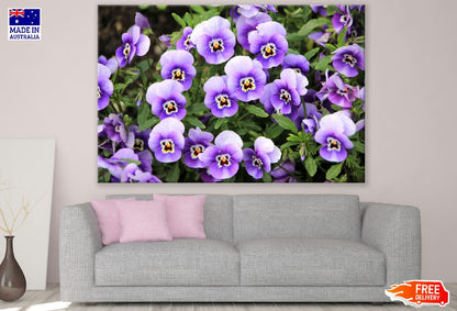 White Purple Pansy Flowers Photograph Print 100% Australian Made